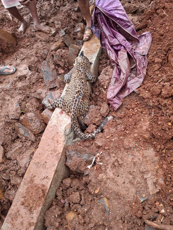 वाहनाने ठोकरले की? स्थानिकांनी बिबट्याला मारले याचीही घटनास्थळी जोरदार चर्चा होती.