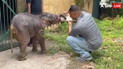 उत्तराखंड: मालन नदी में बहा हाथी का बच्चा, वन विभाग की टीम ने कड़ी मशक्कत से किया रेस्क्यू