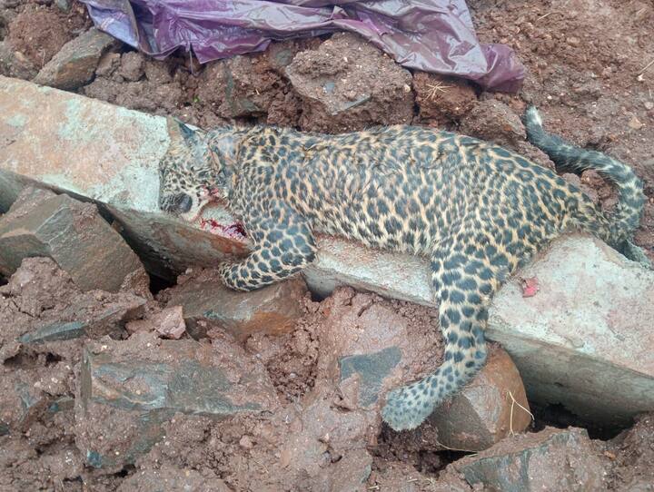 बिबट्याच्या मृत्यूचे कारण अद्यापही अस्पष्ट आहे.