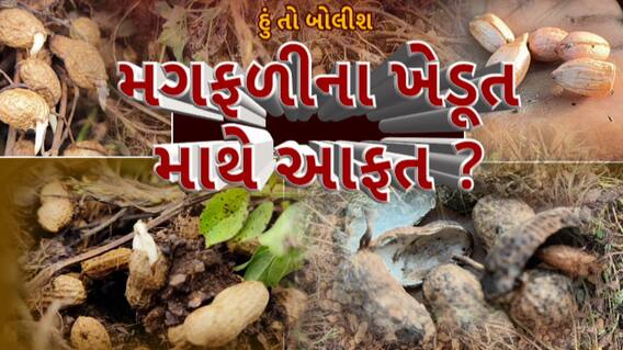 Hun To Bolish : હું તો બોલીશ : મગફળીના ખેડૂત માથે આફત?