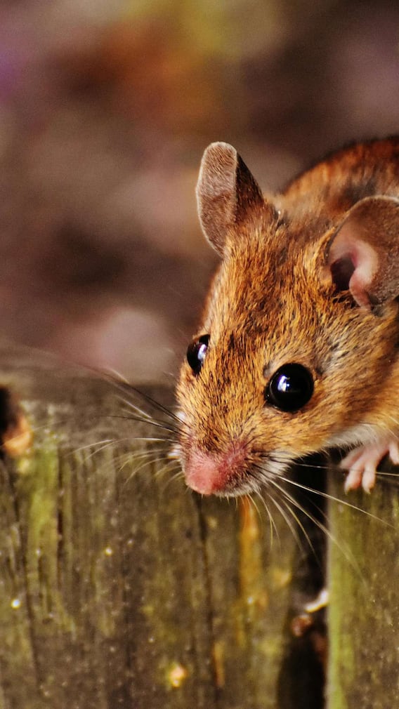 घर से दूर कैसे भगाएं चूहे?