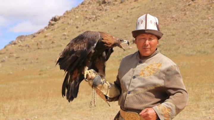 मंगोलियाई बाज शिकार के समय ये 240 किलोमीटर प्रति घंटे की रफ्तार से गोता लगा सकते हैं. इनकी प्रशिक्षण क्षमता बेहद उच्च होती है और ये इंसानी इशारों को तेजी से समझ लेते हैं. ये सफेद से लेकर गहरे भूरे रंग में पाए जाते हैं, जिससे इनकी सुंदरता और बढ़ जाती है.