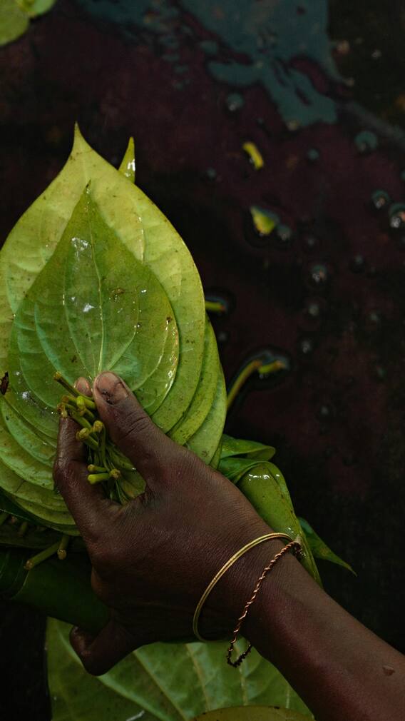 पान खाल्ल्याने शरीरावर काय परिणाम होतात?