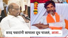 शरद पवारांनी सापाला दूध पाजलं, आज पश्चाताप होत असेल; जरांगेंचा हल्लाबोल, वडेट्टीवार म्हणाले, ह्याच्या बुडाला आग लागली