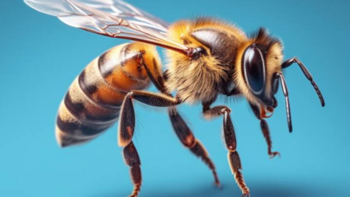 অনেকে আবার মনে করেন, প্রয়োজনের তুলনায় অত্যধিক মধু উৎপাদন করে মৌমাছি। তাই ওই অতিরিক্ত মৌমাছি উৎপাদনের মধ্যে কোনও অন্যায় নেই।