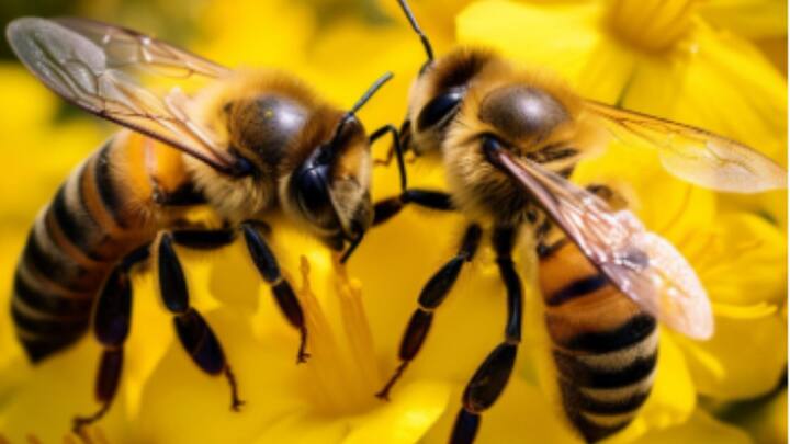 মৌমাছির শরীর থেকে যেহেতু বের করা হয় না, তাই মধুকে নিরামিষ বলেই ধরেন অনেকে। তাই নির্দ্বিধায় মধু ডায়েটে রাখেন তাঁরা।