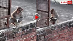 अंबानी के घर आना_जाना है! छत पर बैठ नोटों की गड्डियां गिनने लगा बंदर- वीडियो देख लोग हैरान