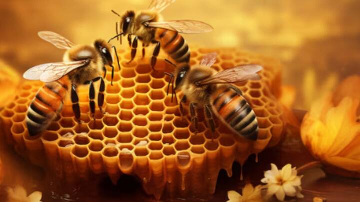 মধুর আমদানি প্রকৃতি থেকেই। মৌমাছি মৌচাকে জমিয়ে রাখে। সেখান থেকে সংগ্রহ করেন মানুষ। এই প্রক্রিয়ার জেরেই মধুকে নিরামিষ বলে মানতে নারাজ অনেকে।