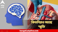 শুধু মস্তিষ্ক নয়, কিডনিও ধরে রাখতে পারে স্মৃতি! চঞ্চল্যকর তথ্য গবেষণায়
