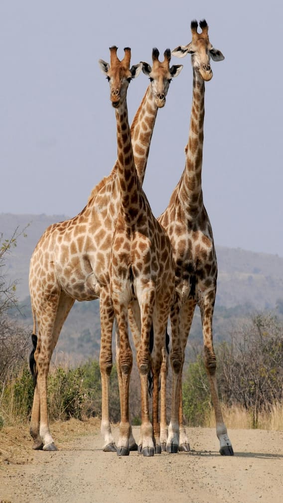 कौन है दुनिया का सबसे समझदार जानवर?