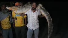 राजस्थान के इस गांव में घुसा 8 फीट के मगरमच्छ घुसने से हड़कंप, ऐसे किया गया रेस्क्यू