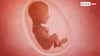 Baby In Womb: गर्भ में बच्चे कब शुरू कर देते हैं सुनना, जानें हर महीने कैसे होते हैं उसमें बदलाव?
