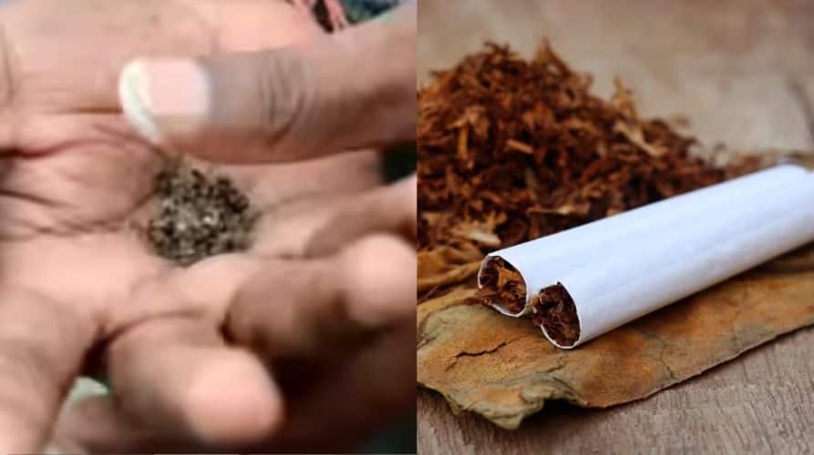 cigarette in punjabi World No Tobacco Day (No Smoking) Poem by Darshan Singh Bhamme Kurta (Top) Indian Cigarette Brands Videos