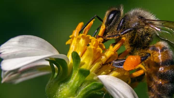 ফুল থেকে রস সংগ্রহ করে, নিজের লালার এনজাইমের সাহায্য়ে ফ্রুকটোজ এবং গ্লুকোজকে আলাদা করে মৌমাছি। এর পর দিনের পর দিম সেই পানীয়কে বাতাস করে তারা। এতে অতিরিক্ত জল উবে গিয়ে, ঘন ও আঠাল মধু পড়ে থাকে।