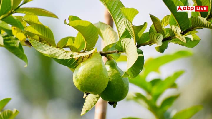 हालांकि, एक्सपर्ट्स मानते हैं कि केवल अमरूद की पत्तियों पर निर्भर रहना सही नहीं है. दवाइयों, हेल्दी डाइट, एक्सरसाइज और ब्लड शुगर की मॉनिटरिंग सब मिलकर ही डायबिटीज कंट्रोल में मदद करते हैं.