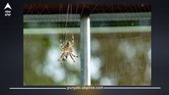 ਸਫਾਈ ਤੋਂ ਬਾਅਦ ਵੀ ਲੱਗ ਜਾਂਦੇ ਮੱਕੜੀ ਦੇ ਜਾਲੇ? ਇਹ 6 ਤਰੀਕੇ ਅਪਣਾਓ, ਸਾਲ ਭਰ ਮਿਲੇਗਾ ਛੁਟਕਾਰਾ