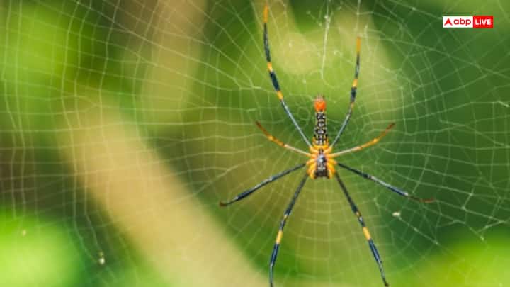 मकड़ी के जाले काम में बाधा डाल सकते हैं, क्योंकि वे घर को गंदा और बदसूरत दिखाते हैं, नकारात्मक ऊर्जा और धूल, गंदगी तथा कीटाणुओं को जमा करते हैं, और वास्तु दोष पैदा करते हैं जो मानसिक तनाव, आलस्य और धन की हानि का कारण बन सकते हैं. जालों को हटाना महत्वपूर्ण है, और इसके लिए नियमित सफाई, प्रवेश द्वारों को सील करना और प्राकृतिक तरीकों का उपयोग करना चाहिए.