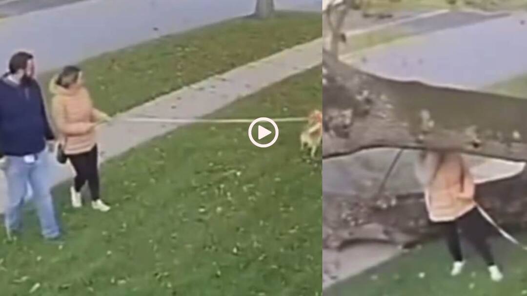 Watch woman suffered a minor head injury after a tree fell on her while she was walking Viral Video Video: इसे कहते हैं Luck! एक इंच भी आगे-पीछे होती लड़की तो हो जाते सिर के टुकड़े, वीडियो वायरल