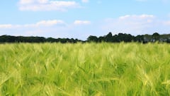 सबसे ज्यादा कौन उगाता है गेहूं? भारत नहीं यह देश है चैंपियन, आंकड़े कर देंगे हैरान