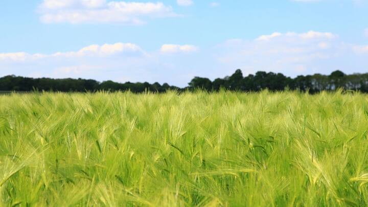 अगर बात करें 2025 की तो चीन इस समय दुनिया का सबसे बड़ा गेहूं उत्पादक देश बन चुका है. चीन में गेहूं की खेती बड़े पैमाने पर होती है और खासकर हेनान और शेडोंग प्रांत इस मामले में सबसे आगे हैं. रिपोर्ट्स की मानें तो इस साल चीन ने लगभग 140.1 मिलियन टन गेहूं का उत्पादन किया है.