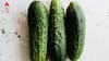 Cucumber Health Benefits: প্রতিদিন একটা শসা কেন খাবেন? কী কী উপকার পাওয়া যাবে এই ফল নিয়মিত খেলে