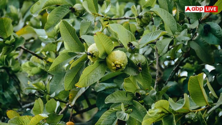इसका सेवन करने का आसान तरीका है कि आप ताजे पत्तों को पानी में उबालकर चाय की तरह पिएं. इसे गुनगुना या ठंडा दोनों तरह से लिया जा सकता है.