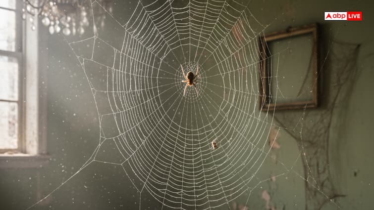 Vastu For Home: मकड़ी का जाला बन सकता है बदकिस्मती की निशानी, जानें क्यों!