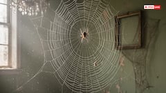 Vastu For Home: मकड़ी का जाला बन सकता है बदकिस्मती की निशानी, जानें क्यों!