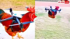 बड़े खतरनाक लोग हैं! मुर्गे को ड्रोन से बांध आकाश में उड़ाया- वीडियो देख भड़के यूजर्स