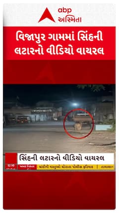 Lion Video: વિજાપુર ગામની સીમમાં શિકારની શોધમાં સિંહના આંટાફેરા, જુઓ VIDEO