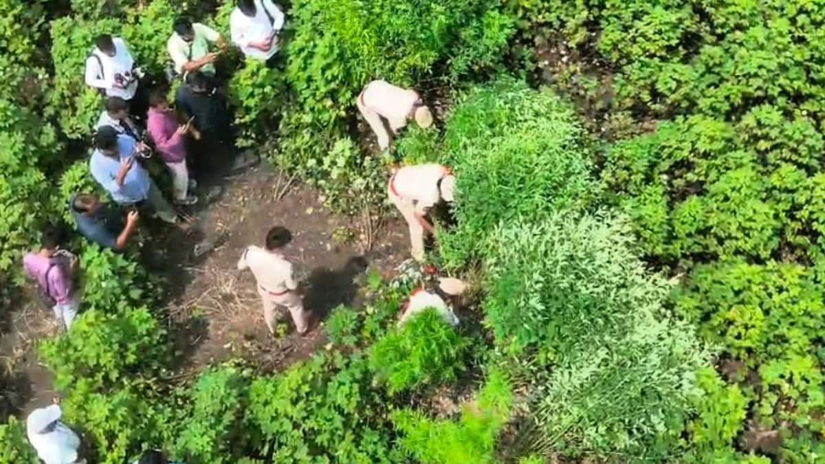 Crime News: డ్రోన్ తో గాలించి గంజాయి పట్టుకున్న ఆసిఫాబాద్ జిల్లా పోలీసులు