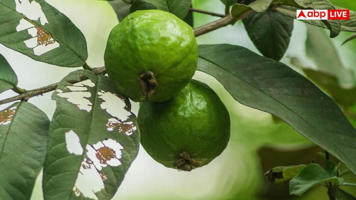 2010 में Nutrition and Metabolism जर्नल में छपी एक स्टडी में यह सामने आया कि अमरूद के पत्तों की चाय इंसुलिन रेजिस्टेंस कम करने और शुगर लेवल नियंत्रित रखने में मदद कर सकती है.