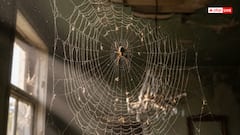 Vastu For Home: मकड़ी का जाला बन सकता है बदकिस्मती की निशानी, जानें क्यों!