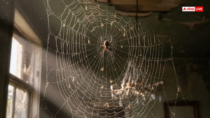 घर में जाले लगने से नकारात्मकता, वास्तु दोष और आर्थिक तंगी आती है, साथ ही यह घर की सुंदरता को भी कम करता है. ये जाले धूल और कीटाणु जमा होने का कारण बनते हैं, जिससे बीमारियां हो सकती हैं. वास्तु शास्त्र के अनुसार, जाले घर के वास्तु को खराब करते हैं और परिवार के सदस्यों में आलस्य और चिड़चिड़ापन ला सकते हैं.