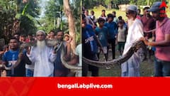 বন্যার জলে ভেসে আসা অজগর নিয়ে ছেলেখেলা, সেলফি তোলার হিড়িক জলপাইগুড়িতে, শিকেয় উঠল নিয়ম-কানুন