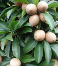 ਘਰ ‘ਚ ਚੀਕੂ ਦਾ ਰੁੱਖ ਉਗਾਉਣ ਦੇ ਆਸਾਨ ਤਰੀਕੇ, ਇੰਝ ਪ੍ਰਾਪਤ ਕਰੋ ਫਲ!