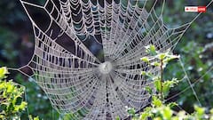 Vastu For Home: मकड़ी का जाला बन सकता है बदकिस्मती की निशानी, जानें क्यों!