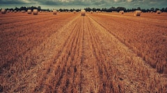 सबसे ज्यादा कौन उगाता है गेहूं? भारत नहीं यह देश है चैंपियन, आंकड़े कर देंगे हैरान