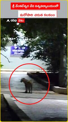 శ్రీ వేంకటేశ్వర వేద విశ్వవిద్యాలయంలో  మరోసారి చిరుత కలకలం