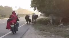 ਪੰਜਾਬ 'ਚ 'ਸਾਈਲੈਂਟ ਕਿਲਰ' ਬਣ ਘੁੰਮ ਰਹੇ ਅਵਾਰਾ ਜਾਨਵਰ, 20 ਹਾਦਸਿਆਂ 'ਚ 21 ਲੋਕਾਂ ਦੀ ਜਾਨ ਗਈ; ਗਾਇਕ ਰਾਜਵੀਰ ਜਵੰਦਾ ਵੀ ਹੋਇਆ ਸ਼ਿਕਾਰ...