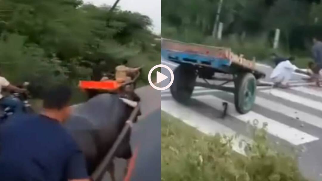 Video: हाइवे पर दौड़ाई भैंसा बु्ग्गी, ऐसा बिगड़ा बैलेंस उछलकर दूर जा गिरे लोग, वीडियो वायरल Watch People tied a buffalo to bullock cart instead of an ox causing rear wheel of cart to hit the divider Viral Video Video: हाइवे पर दौड़ाई भैंसा बु्ग्गी, ऐसा बिगड़ा बैलेंस उछलकर दूर जा गिरे लोग, वीडियो वायरल