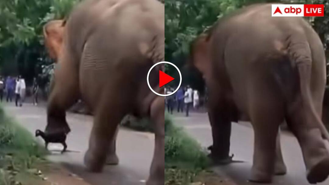 Elephant tramples goat on the road video of its painful death goes viral Trending हाथी के पैरों तले आ गई मासूम बकरी! पापड़ की तरह हुई चपटी- वीडियो देख कांप उठेगा कलेजा