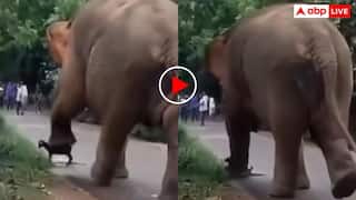 हाथी के पैरों तले आ गई मासूम बकरी! पापड़ की तरह हुई चपटी- वीडियो देख कांप उठेगा कलेजा