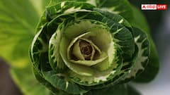 Cooking Vegetables Without Nutrient Loss:  क्या आप भी इन 7 सब्जियों को गलत तरीके से बनाती हैं? आज ही जान लें सही तरीका