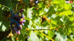 कैसे किचन गार्डन में उगा सकते हैं अंगूर? जान लें बेहद आसान तरीका