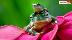 पीठ दर्द से परेशान थी महिला! अफवाह में आकर निगल लिए 8 जिंदा मेंढक- यूजर्स ने पीटा सिर