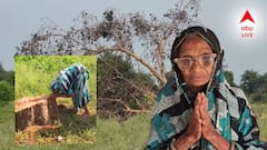 সন্তানস্নেহে এই গাছ লালন করেছিলেন, টাকার লোভে বৃদ্ধাকে না জানিয়েই বৃক্ষ-নিকেশ! শেষ স্মৃতি জড়িয়ে কান্না অশীতিপরের