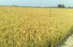 Punjab Paddy: ਪੰਜਾਬ ਵਿੱਚ ਆਹ ਵਾਇਰਸ ਨੇ ਤਬਾਹ ਕਰ ਦਿੱਤੀ ਲੱਖਾਂ ਦੀ ਝੋਨੇ ਦੀ ਫ਼ਸਲ, ਸਰਕਾਰ ਤੋਂ ਮਦਦ ਮੰਗ ਰਹੇ ਕਿਸਾਨਾਂ ਦੇ ਹੱਥ ਅਜੇ ਤੱਕ ਖਾਲੀ !