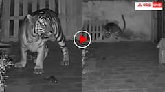 कुत्ते का शिकार करने घर में कूदा बाघ! एक चूहा देख निकल गई हवा, दुम दबाकर भागा- वीडियो वायरल