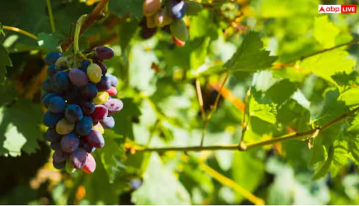 ਅੰਗੂਰ ਉਗਾਉਣਾ ਹੁਣ ਸਿਰਫ਼ ਖੇਤਾਂ ਤੱਕ ਸੀਮਤ ਨਹੀਂ ਹੈ। ਥੋੜ੍ਹੀ ਜਿਹੀ ਧੁੱਪ, ਸਹੀ ਮਿੱਟੀ ਅਤੇ ਦੇਖਭਾਲ ਨਾਲ, ਤੁਸੀਂ ਆਪਣੇ ਕਿਚਨ ਗਾਰਡਨ ਵਿੱਚ ਵੀ ਰਸਦਾਰ ਅੰਗੂਰ ਉਗਾ ਸਕਦੇ ਹੋ। ਆਓ ਜਾਣਦੇ ਹਾਂ ਸੌਖਾ ਤਰੀਕਾ
